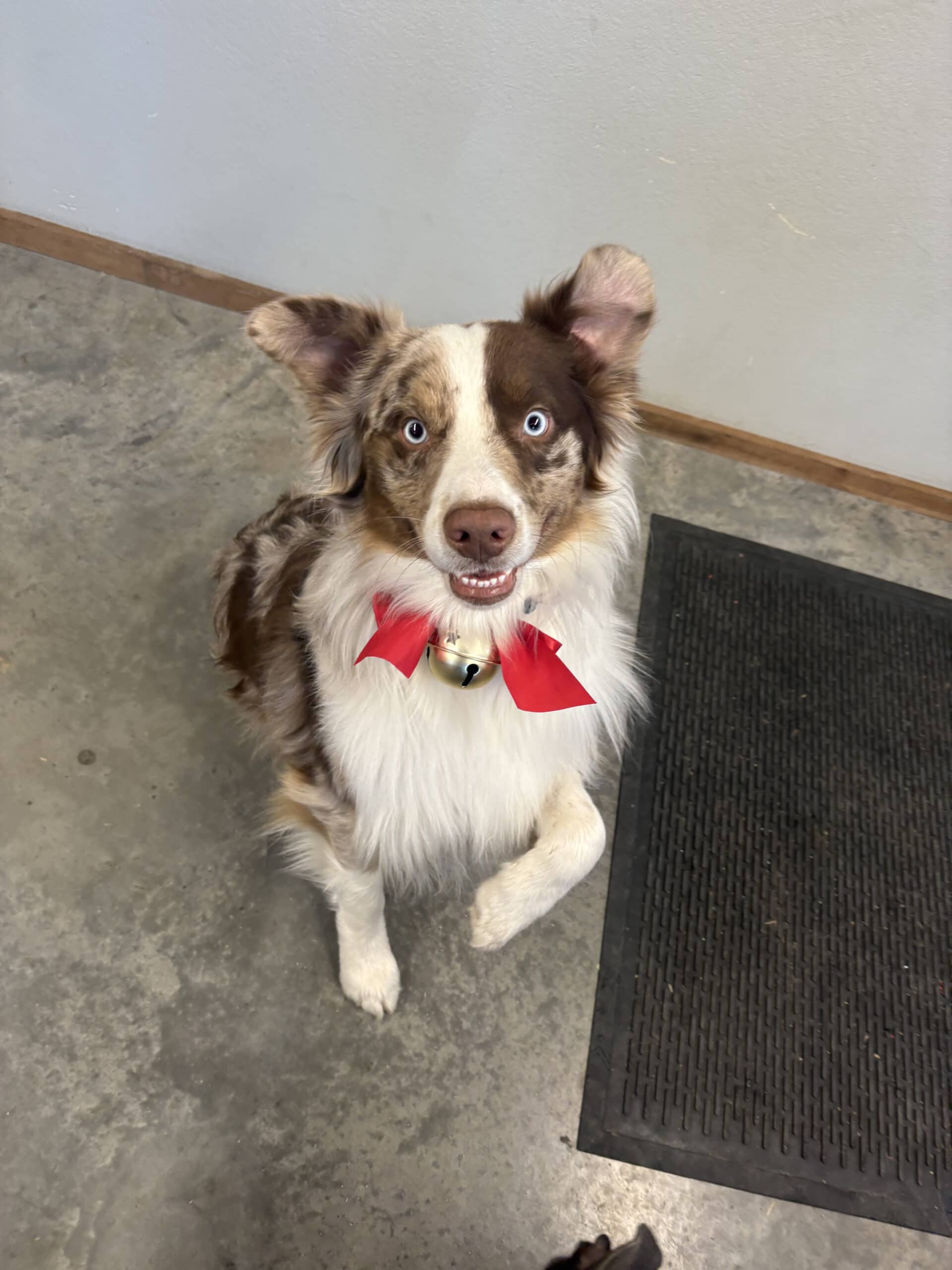 Tango This is one of our shop dogs!